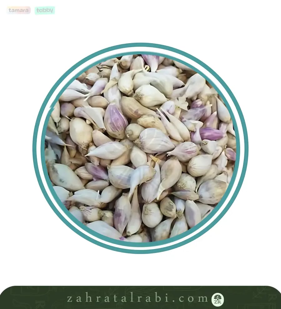 ثوم ذكر يمني