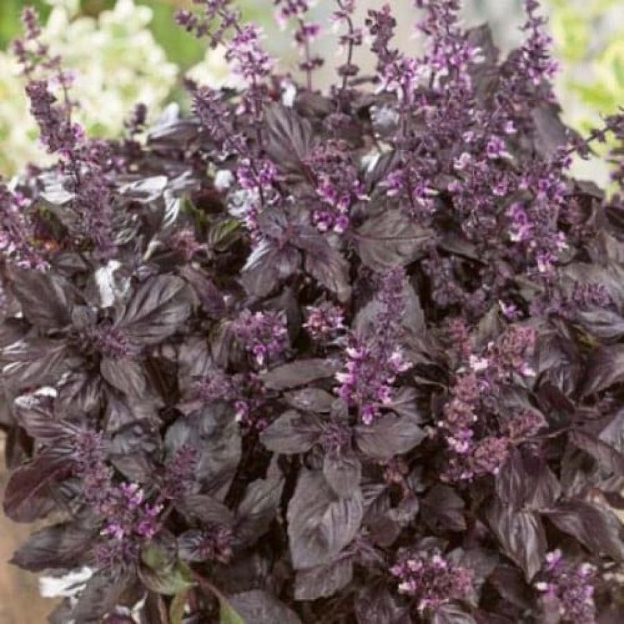 Red basil seeds