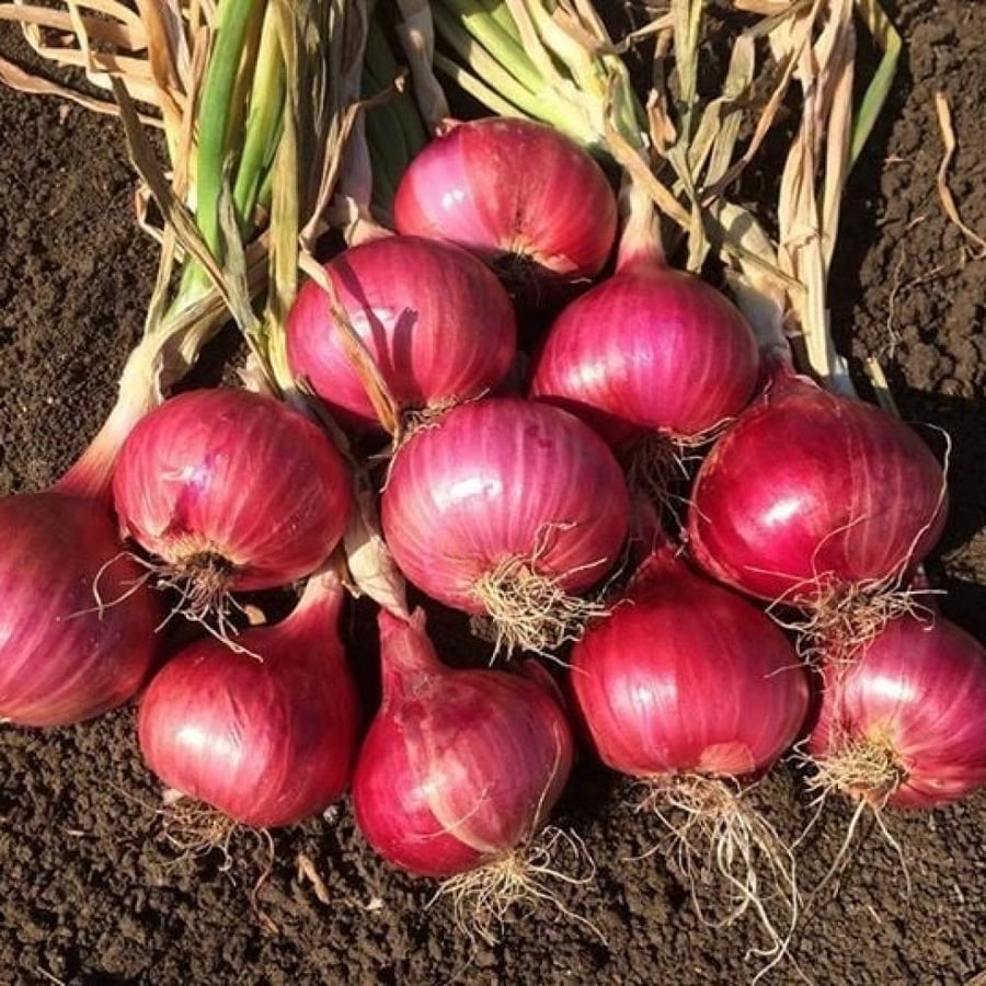 Red onion seeds