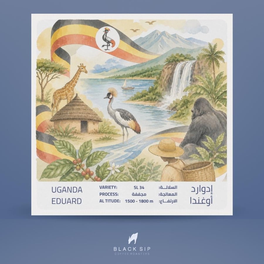 اوغندا ادوارد - بلاك سيب | Eduard
