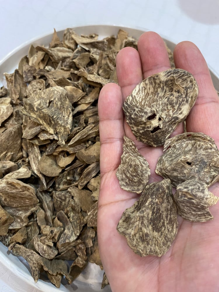 قواقع السمباوا