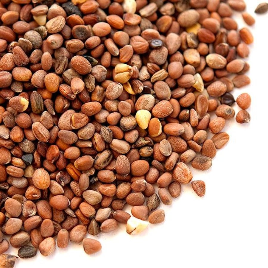 بذور الفجل 250مل