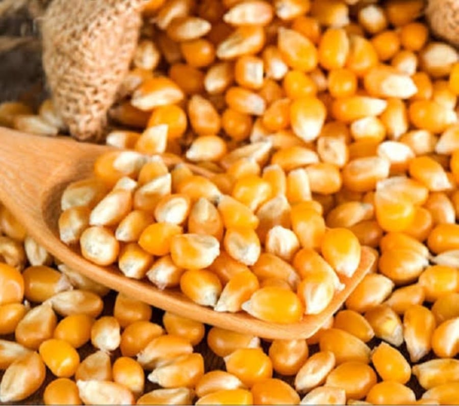 فشار حبوب طبيعي - ذرة الضيافة الفاخرة