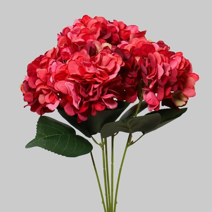 هيدرنجا عودي