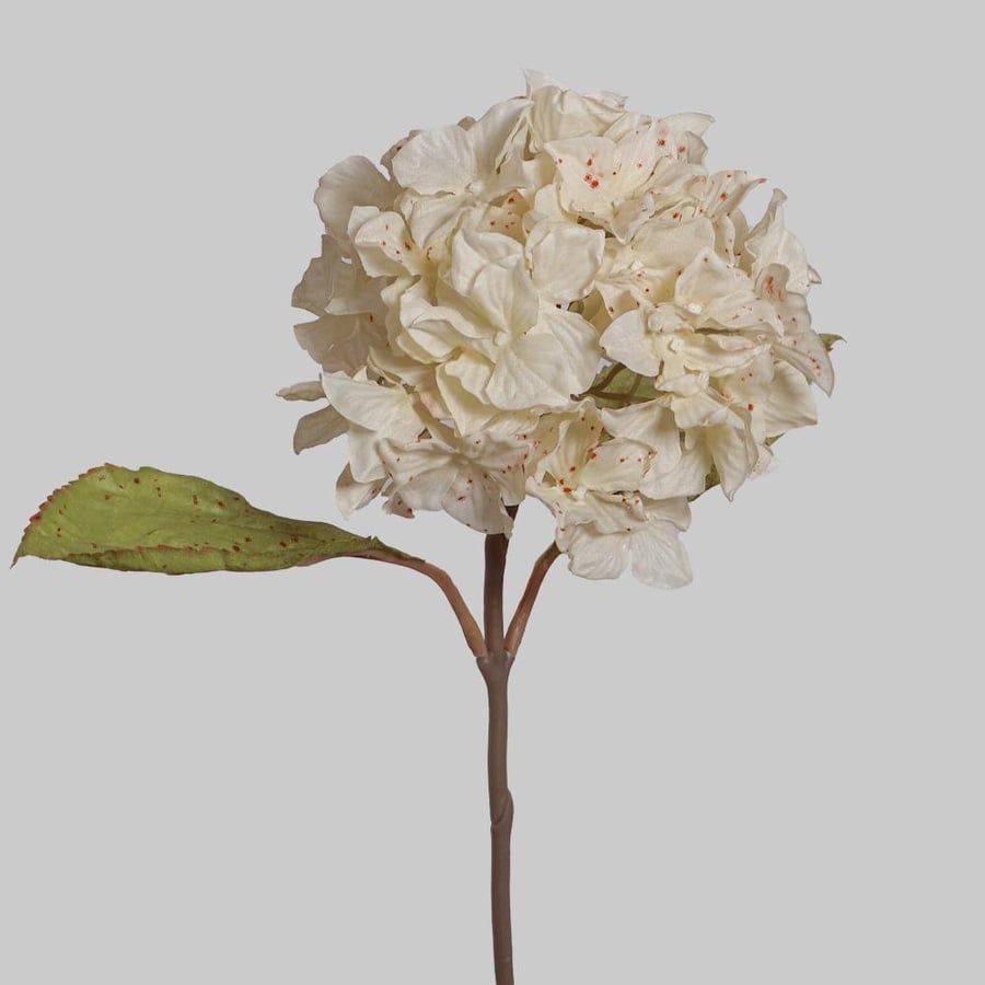 غصن هيدرنجا سكري