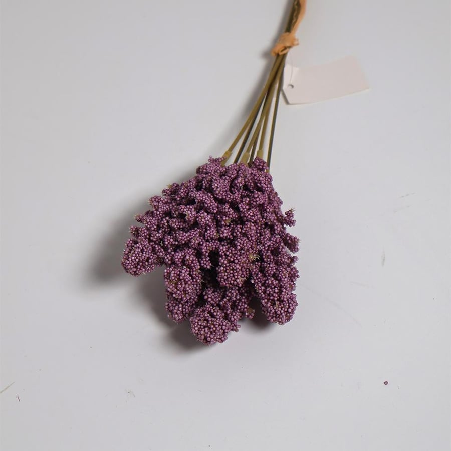 Lavender purple rose