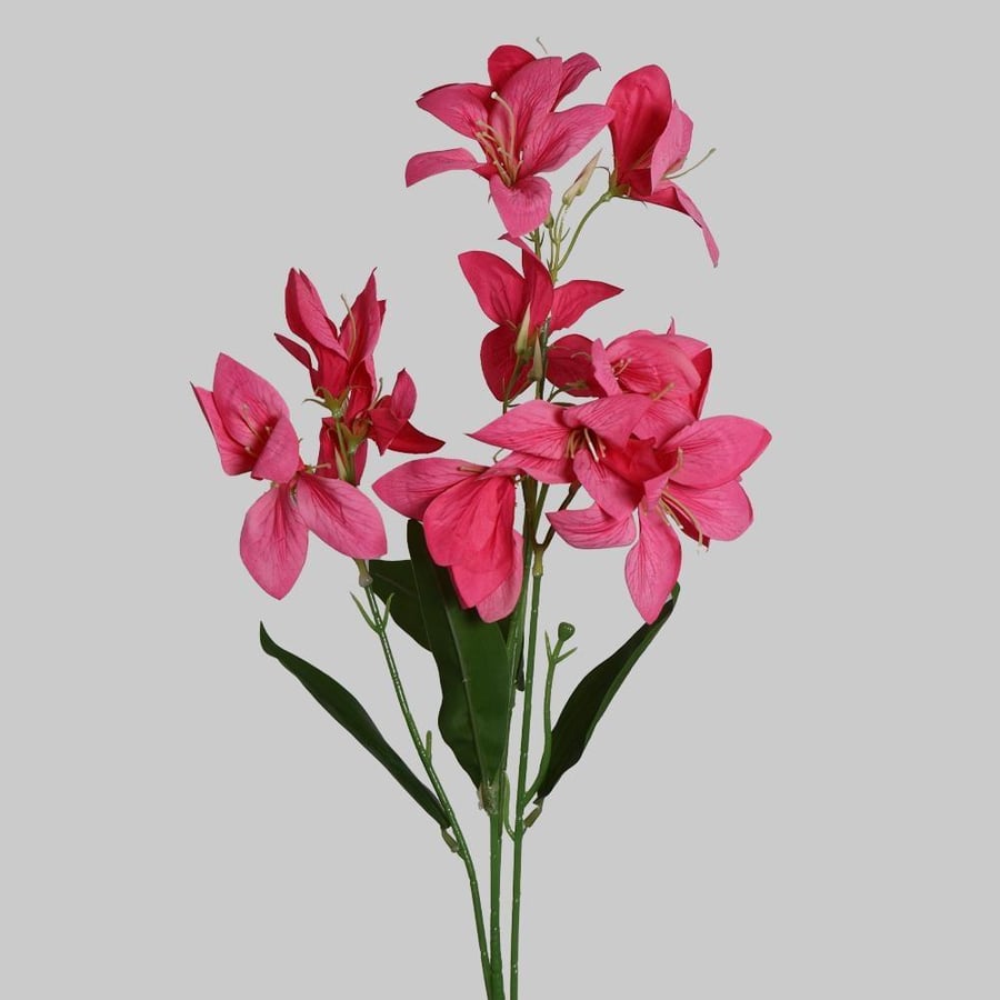 غصن الستروميريا فوشي