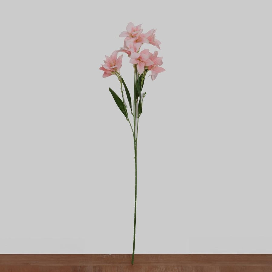 غصن الستروميريا فوشي
