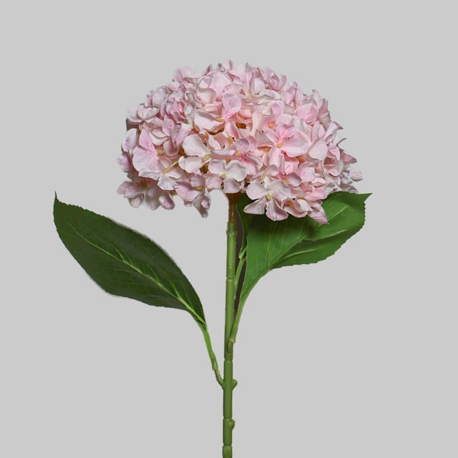 A branch of hydrangea light pink