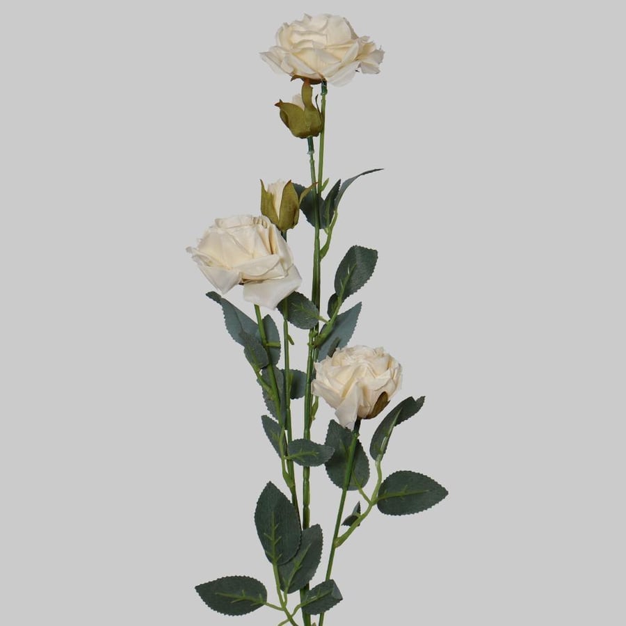 غصن روز سكري