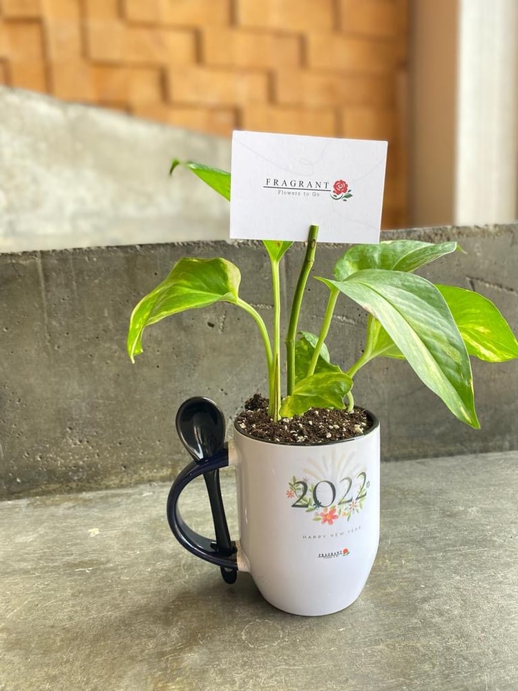 كوب نبتة البوتس 2022 م