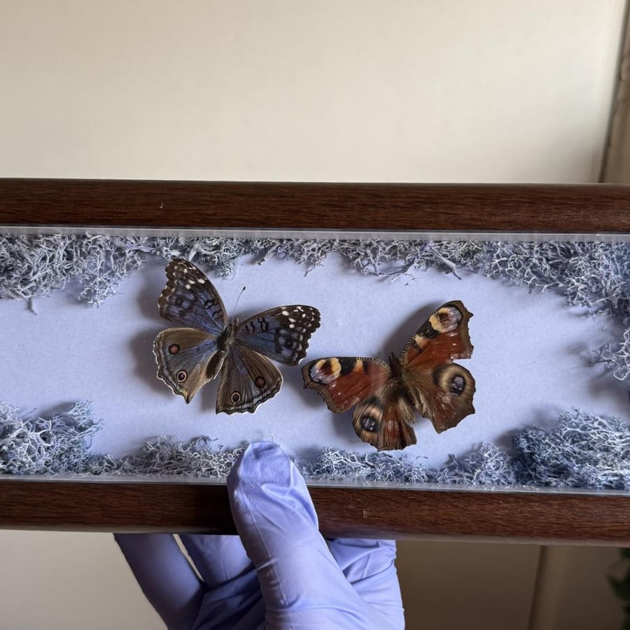 Junonia rhadama و فراشة الطاووس عمل فني
