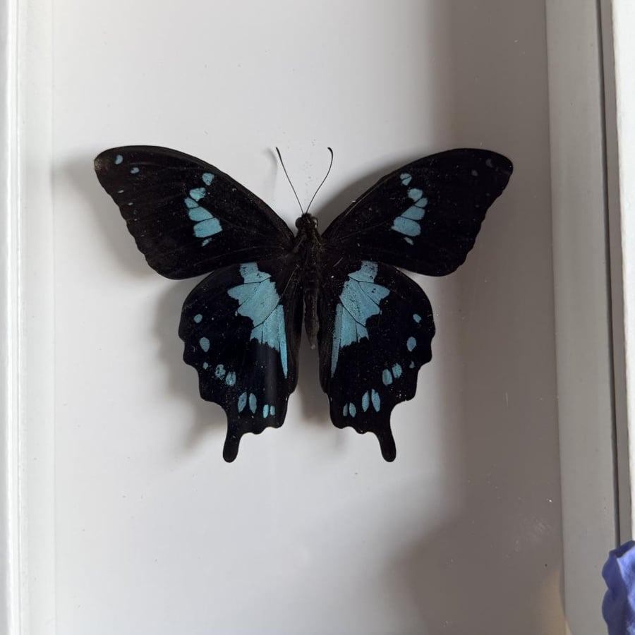 Papilio epiphorbas فراشة