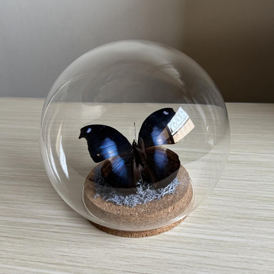 moonset butterfly