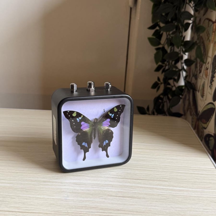 graphium weiskei