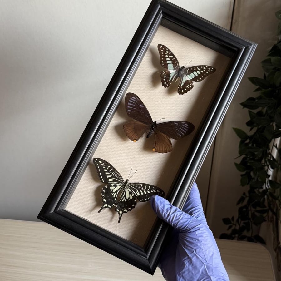 3 beautiful butterflies  عمل مميز