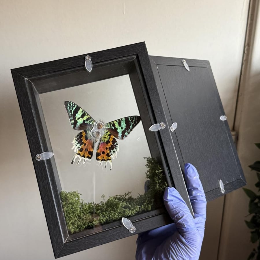 Sunset moth