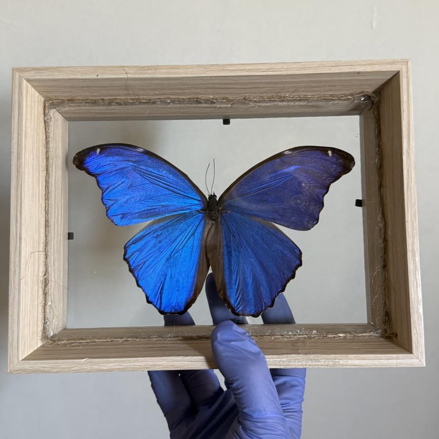 Morpho