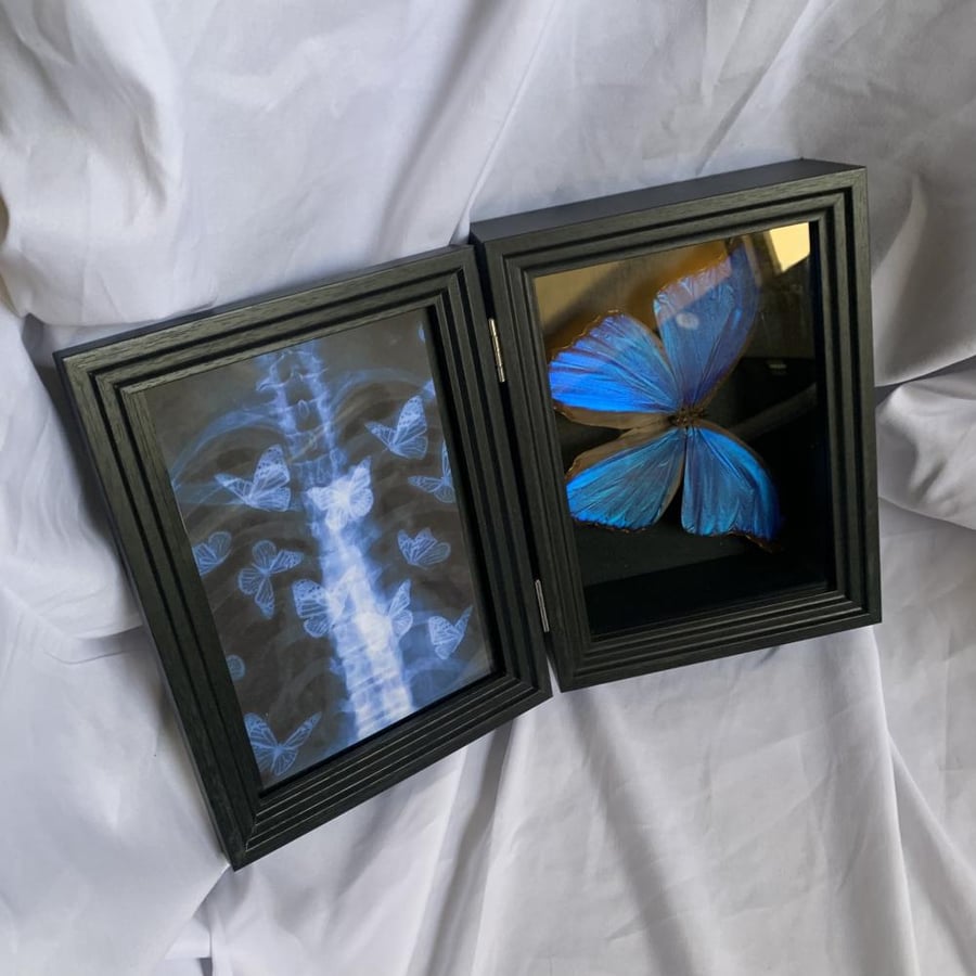 morpho