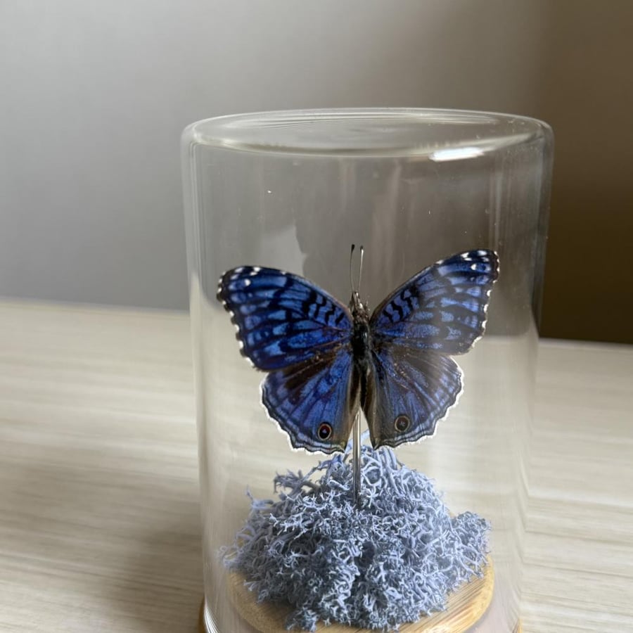 Junonia rhadama  فراشة