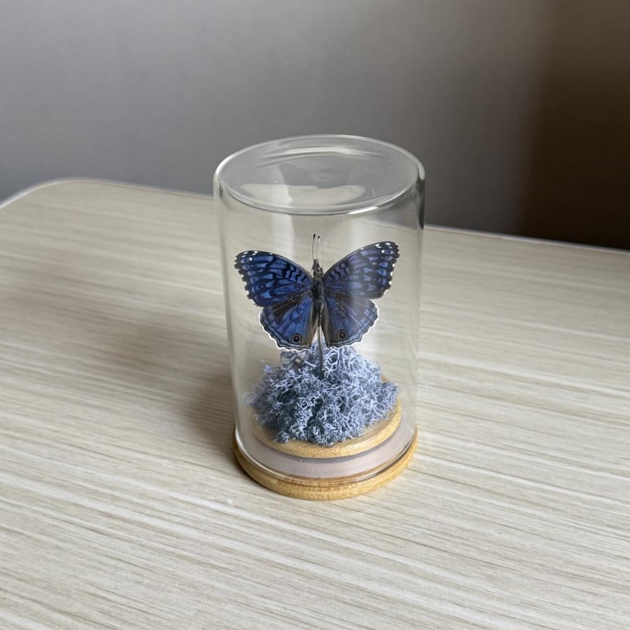 Junonia rhadama  فراشة