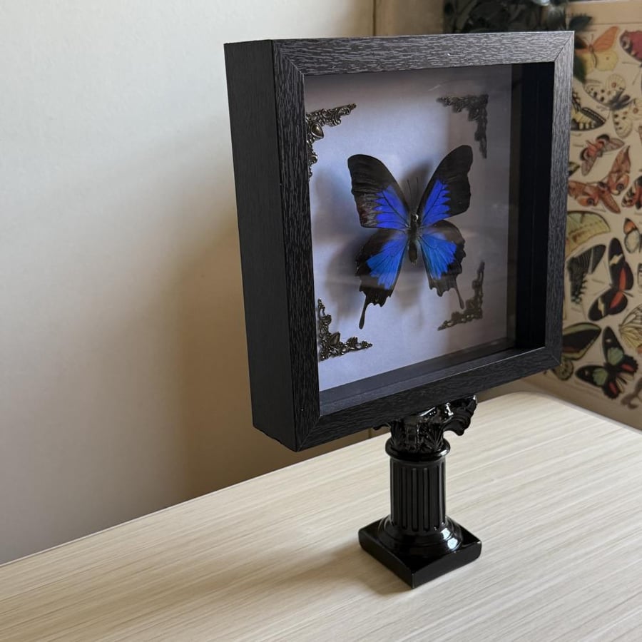 Papilio Ulysses
