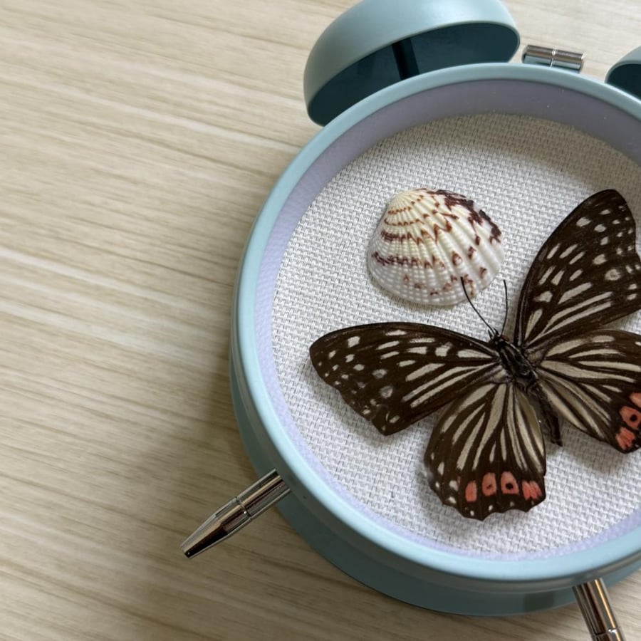 Hestina assimilis