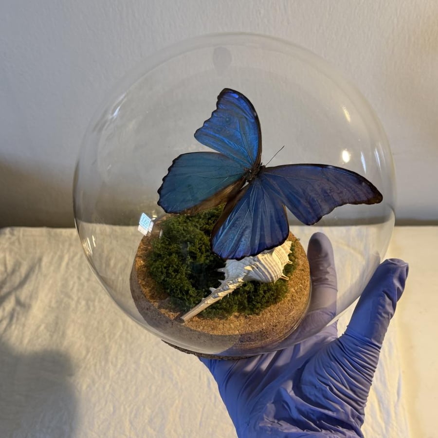 Morpho