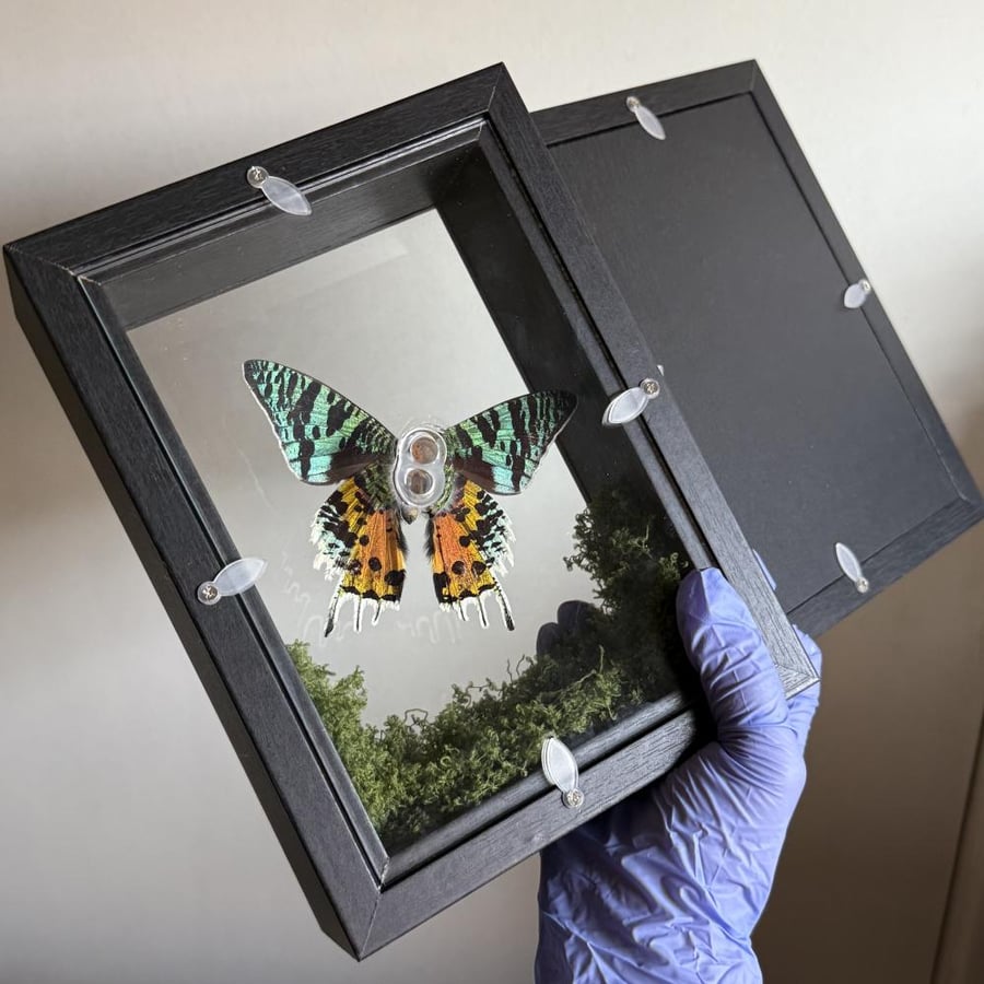Sunset moth