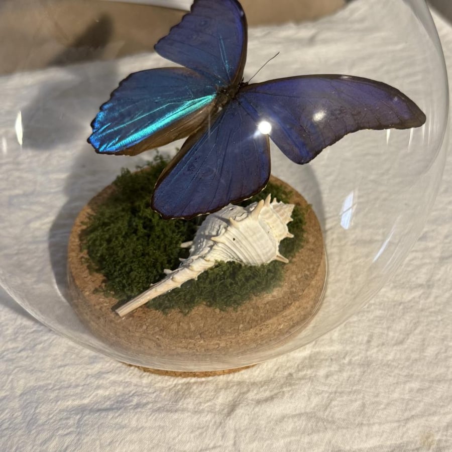 Morpho
