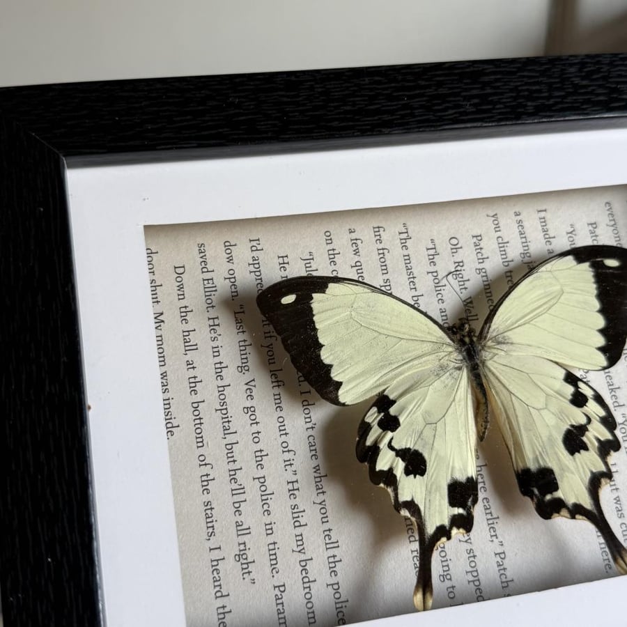 Papilio meriones