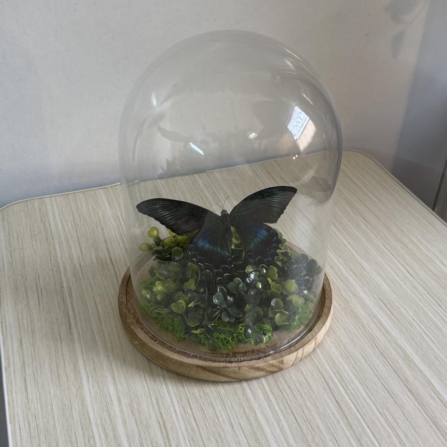 Papilio maccee