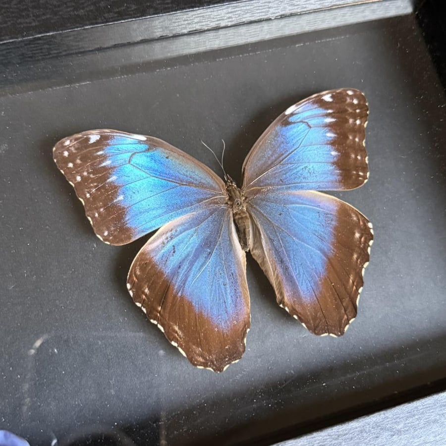morpho peleides