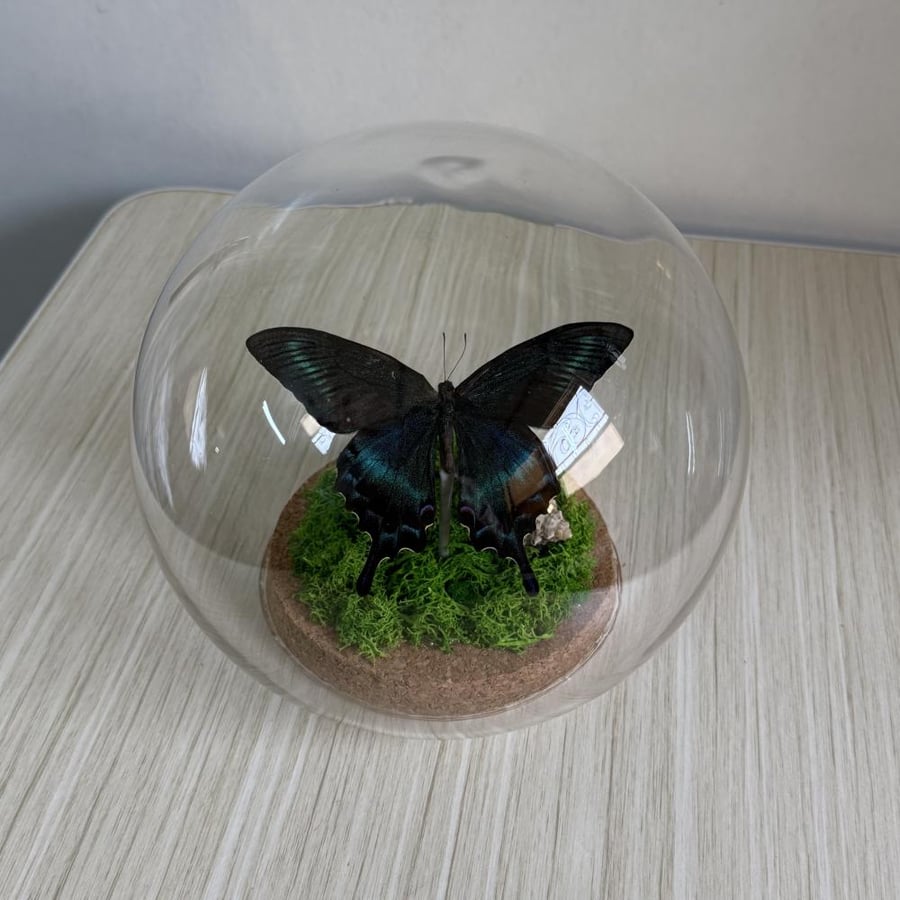 Papilio maccee