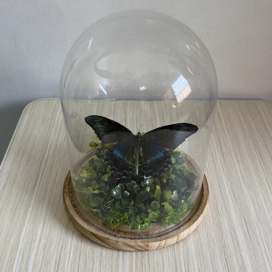 Papilio maccee