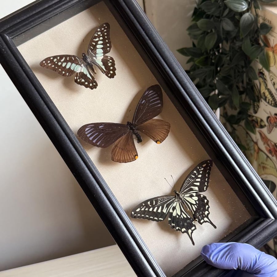 3 beautiful butterflies  عمل مميز