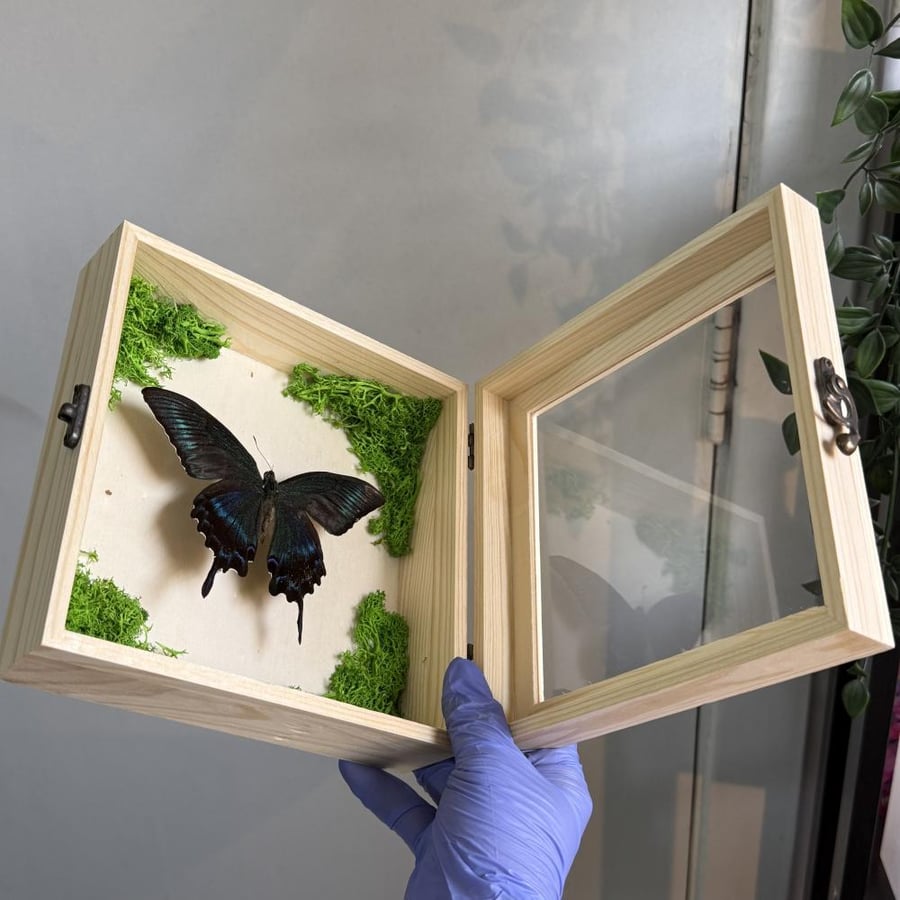 Papilio maccee