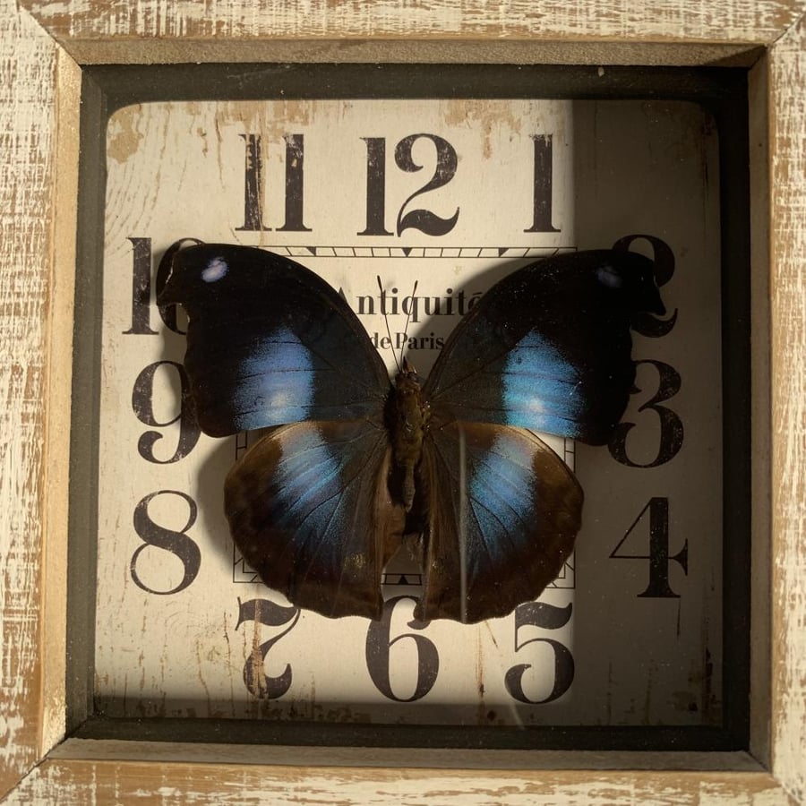 Moon set butterfly