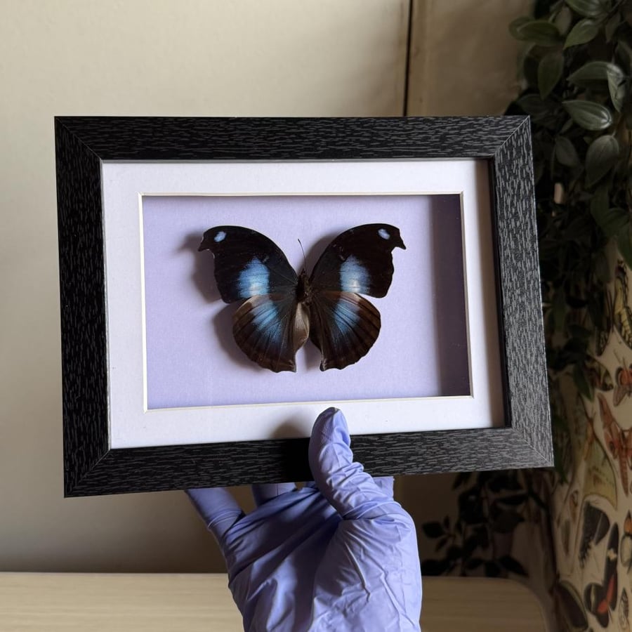 moonset butterfly