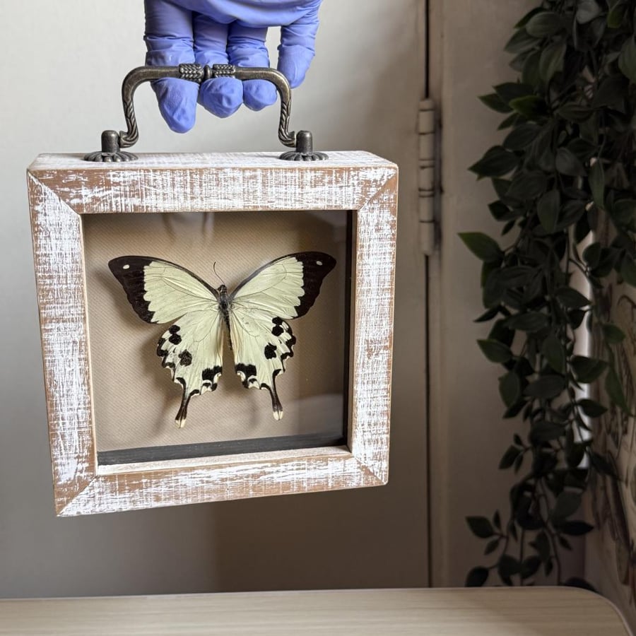 Papilio meriones