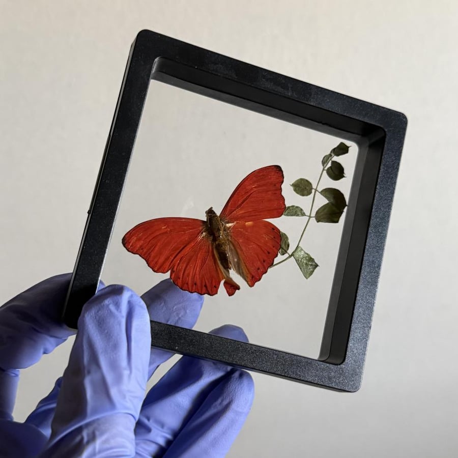 Butterfly بداخل اطار من بلاستيك و نايلون