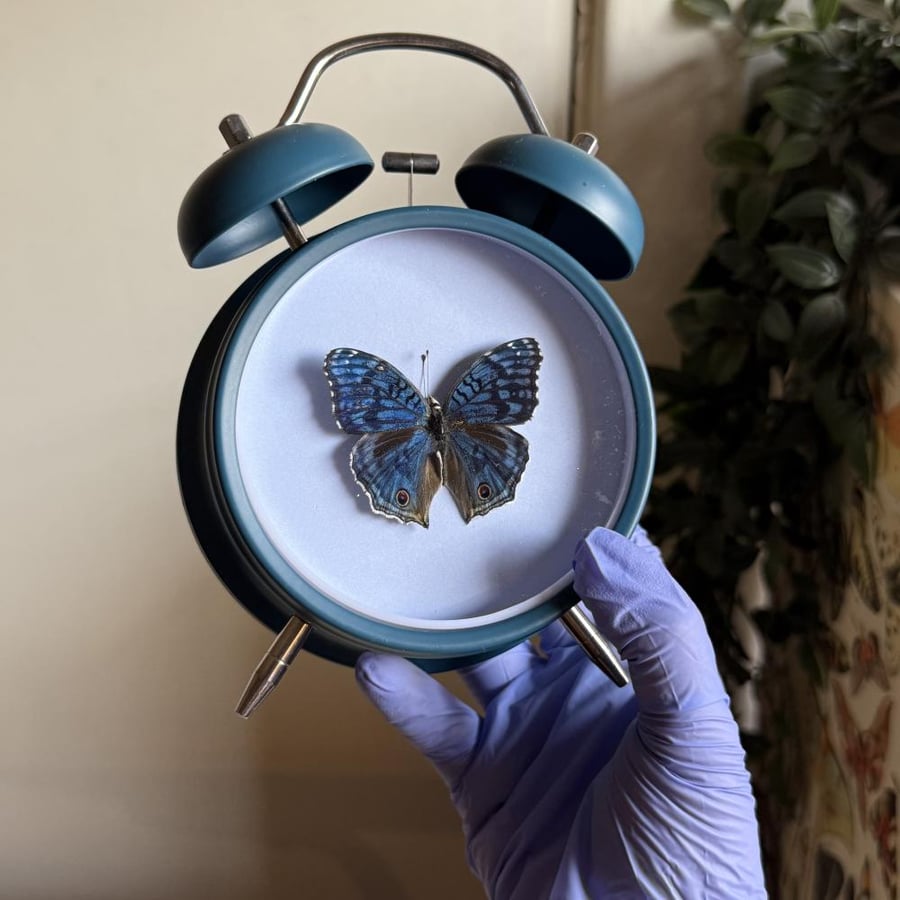 Junonia rhadama فراشة