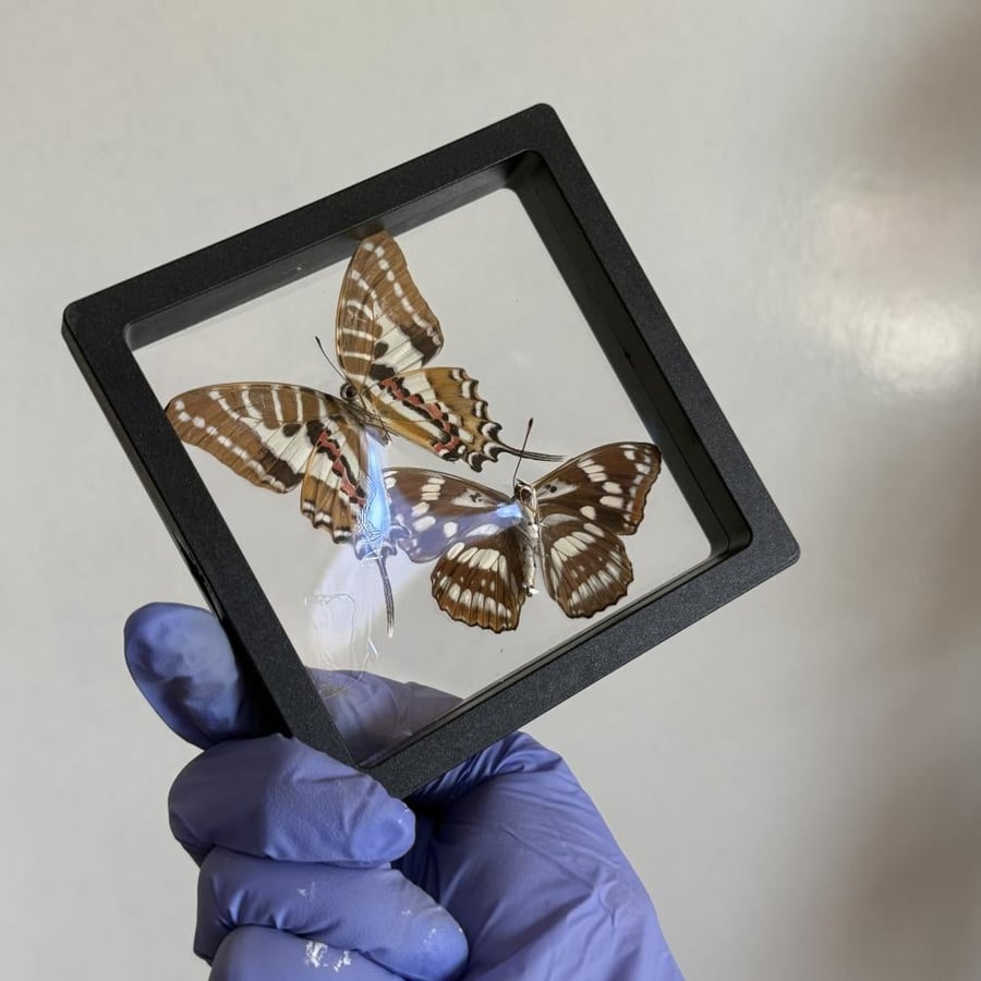 Butterfly without frame