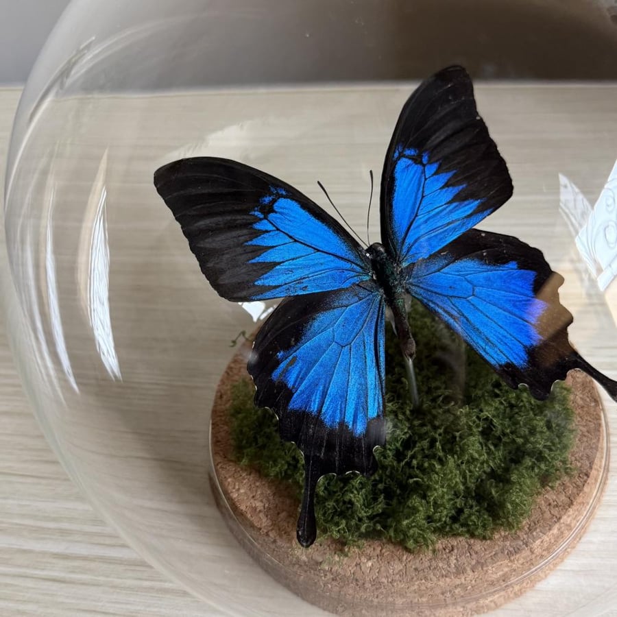 Papilio Ulysses