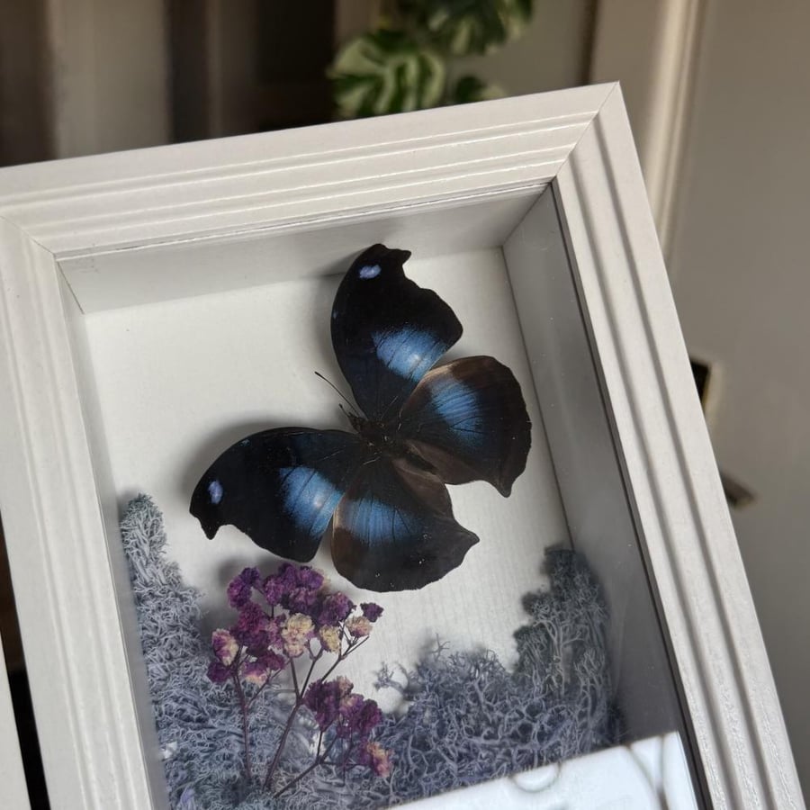 moonset butterfly