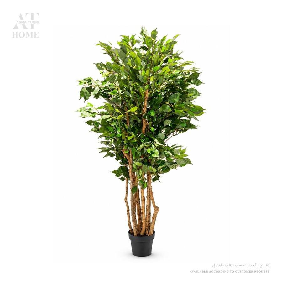 Ficus H190cm