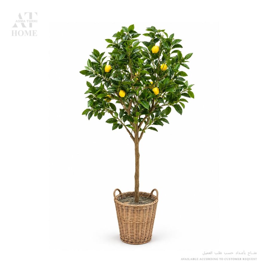 Lemon Tree 185cm