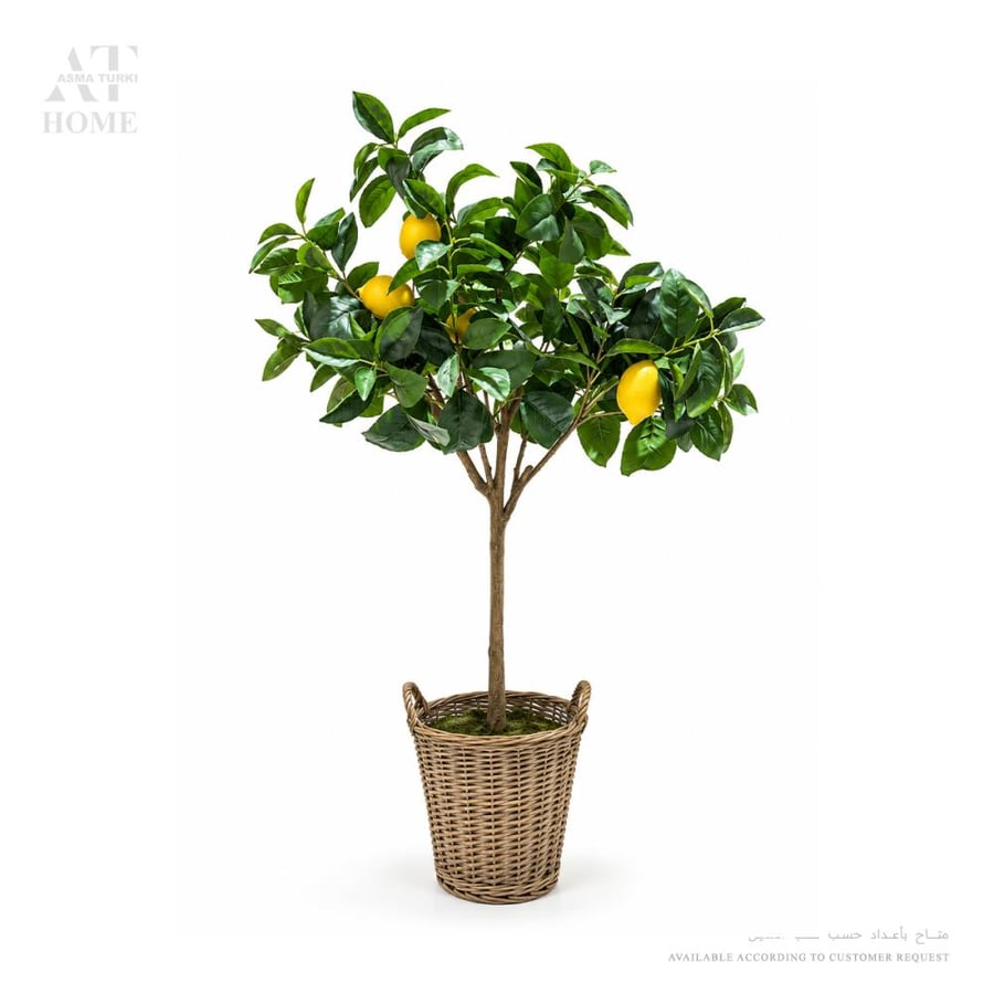 Lemon Tree 128cm