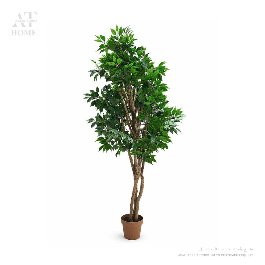 Ficus H215cm