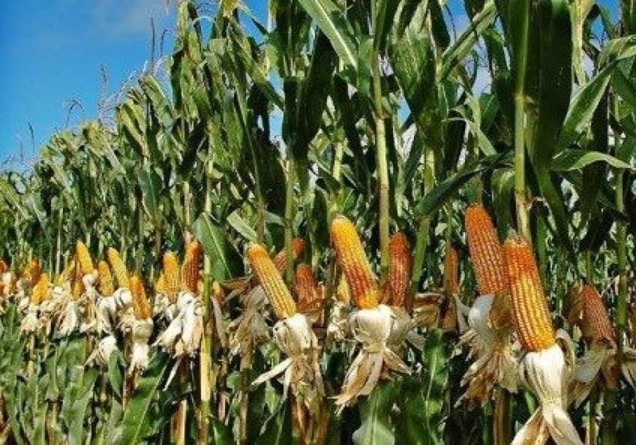 بذور الذرة الصفراء - Zea mays